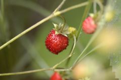 ワイルドストロベリー