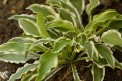 グラウンドマスター