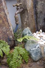 立水栓とシダ