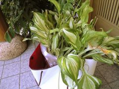 ホスタのプレゼント