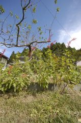 ガーデン構想中