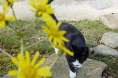 猫とツワブキ