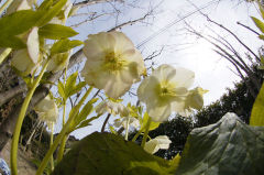 クリスマスローズ