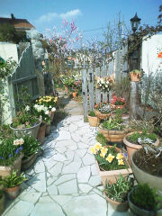 葉田野さんちの水仙