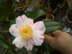 金魚葉久留米ツバキ