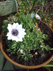 パヴォニア交配のアネモネ