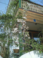 クレマチス・アーマンディ