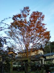 夕日に染まるケヤキ