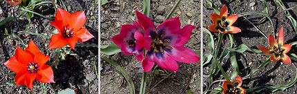 原種系チューリップ各種