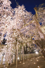 小川諏訪神社のしだれ桜