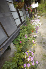 寄せ植えとハンギング