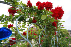 バラ満開の葉田野さんち