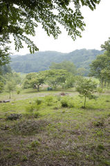 小島さんの裏庭