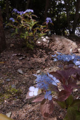 ヤマアジサイ2種