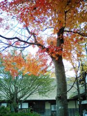 大内宿のモミジ