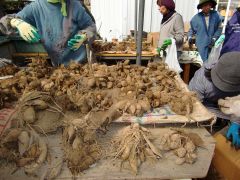 球根仕分け作業