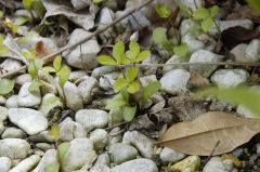 クリスマスローズ苗