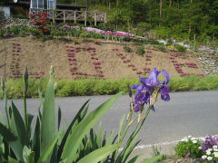 シバザクラ文字