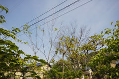 コナラとケヤキ