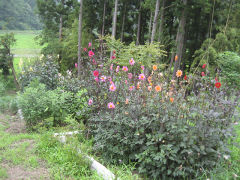 小島家のダリア