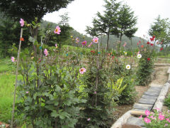 飯高家のダリア