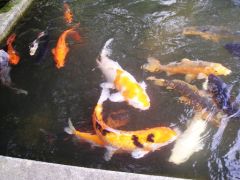 池の鯉