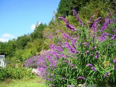 メキシカンブッシュセージ