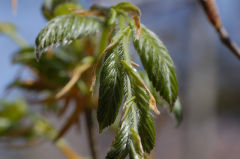 ブナの新芽