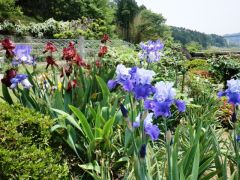 ジャーマンアイリス