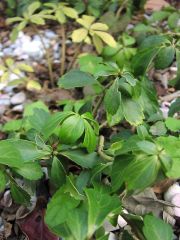 フッキソウ フッキソウ