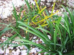 ギボウシとヒガンバナ ギボウシとヒガンバナ