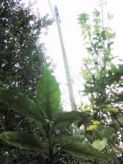 アオキ生誕の謎