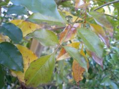 シマトネリコ黄変