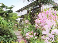 クレオメ咲く花遊庭