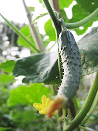 �L���E��